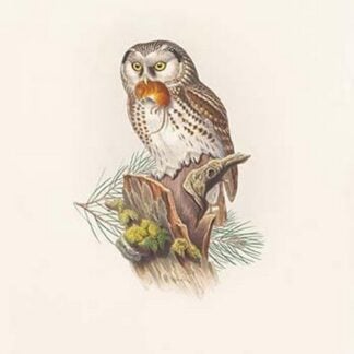 Nyctale Tengmali - Boreal Owl by John Gould