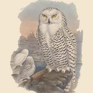Nyctea Nivea - Snow Owl by John Gould
