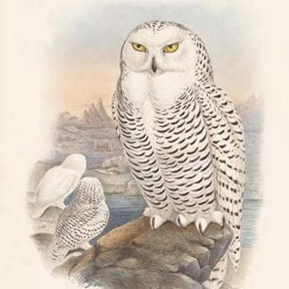 Nyctea Nivea - Snow Owl by John Gould