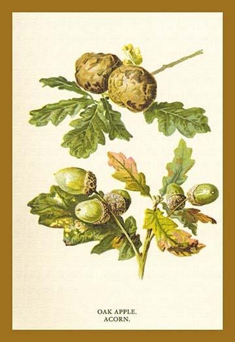 Oak Apple Acorn by W.H.J. Boot - Art Print