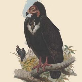 Octogyps Calvus - Black Vulture by John Gould