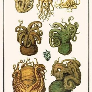 Octopuses by Albertus Seba