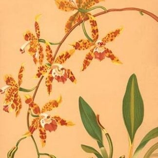 Odontologlossum Triumphans by H.G. Moon