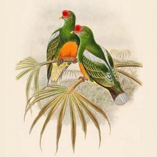 Oedirhunus Insolitus - Knob-Billed Fruit-Pigeon - Dove by John Gould