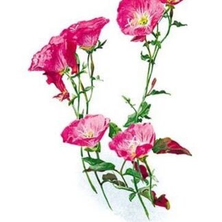 Oenothera Speciosa Var Rosea by Henry George Moon