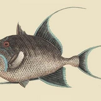 Old Wife by Mark Catesby