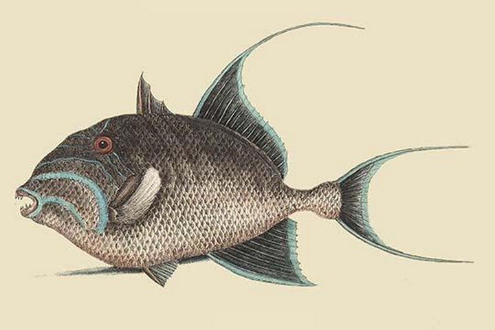 Old Wife by Mark Catesby