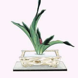 Omoto (Ten Leaves & Berries of Rhodea Japonica) in a Suiban by Josiah Conder #2