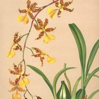 Oncidium Barker II by H.G. Moon