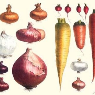 Onions Carrots & Turnips by Philippe-Victoire Lev que de Vilmorin