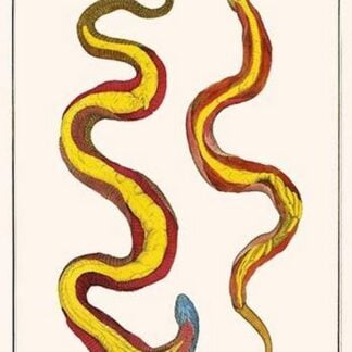 Opened European Snakes by Albertus Seba