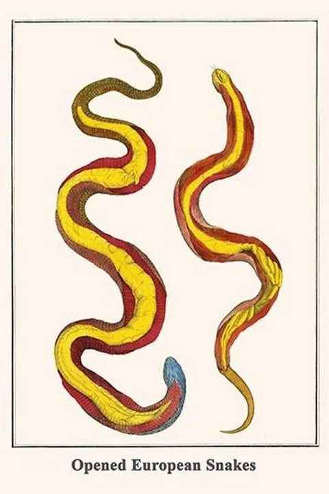 Opened European Snakes by Albertus Seba