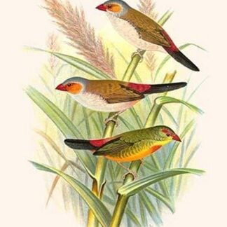 Orange Cheeked Waxbill & Zebra Waxbill by Frederick William Frohawk
