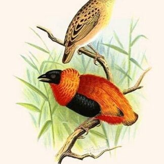 Orange Weaver by Frederick William Frohawk