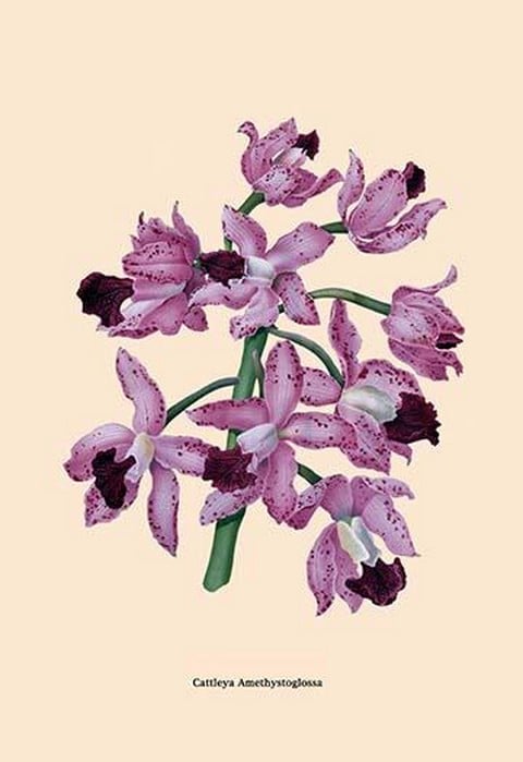 Orchid: Cattleya Amethystoglossa