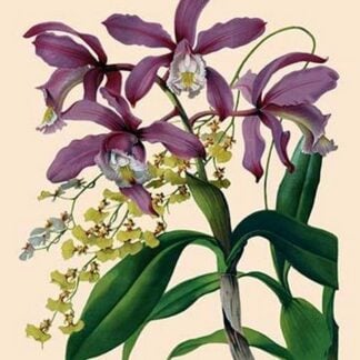 Orchid: Cattleya Harrisoniae by William Forsell Kirby