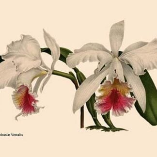 Orchid: Cattleya Mossia Vestalis
