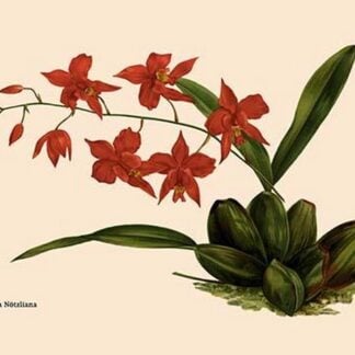 Orchid: Cochlioda Notzliana by William Forsell Kirby
