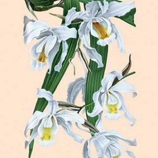 Orchid: Coelogyne Cristata