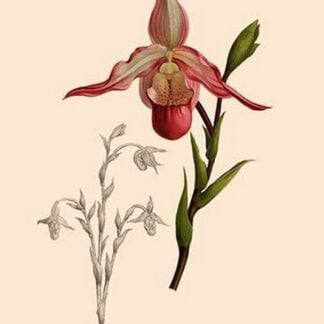 Orchid: Cypripedium Calurum by William Forsell Kirby