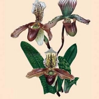 Orchid: Cypripedium Hybrides
