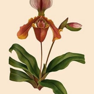 Orchid: Cypripedium Lathianum by William Forsell Kirby