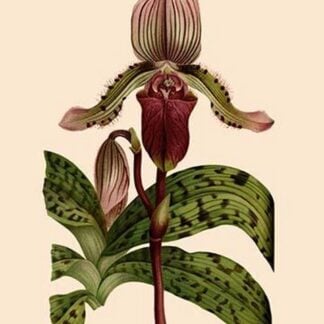 Orchid: Cypripedium Lucie by William Forsell Kirby