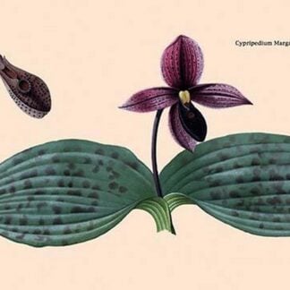 Orchid: Cypripedium Margaritaceum