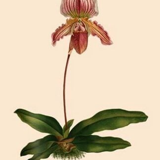 Orchid: Cypripedium Niobe