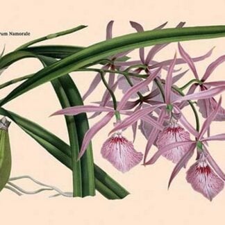Orchid: Epidendrum Namorale