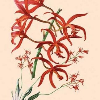 Orchid: Laelia Cinnabarina