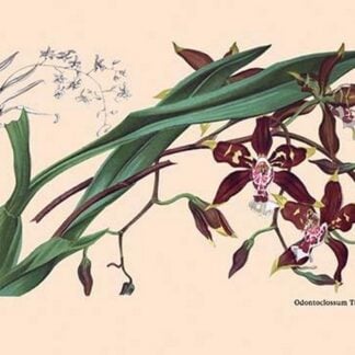 Orchid: Odontoglossum Tripudans