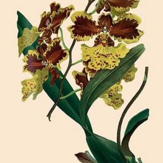 Orchid: Oncidium Mantinii