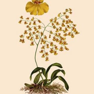 Orchid: Oncidium Varicosum