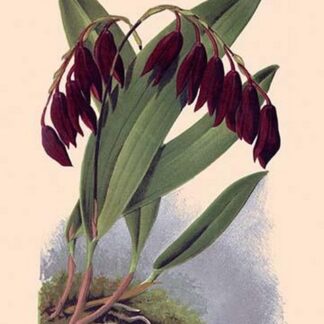 Orchid: Pleurothallis-Roezlii by William Forsell Kirby
