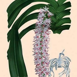 Orchid: Saccolabium Guttatum Gicanticum