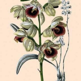 Orchid: Warrea Tricolor