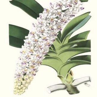 Orchid by Louis Benoit Van Houtte #2