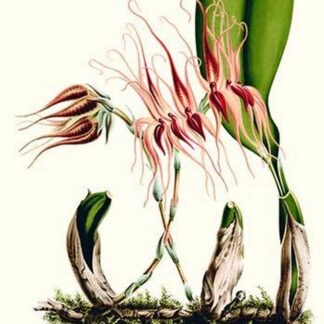 Orchid by Louis Benoit Van Houtte #3