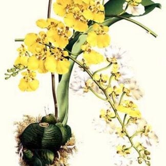 Orchid by Louis Benoit Van Houtte