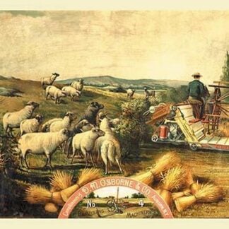Osborne - Sheep with Grain Binder