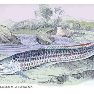 OsteOFlossum Arowana by Robert H. Schomburgk