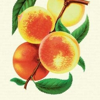 Ostrander's Late Peaches