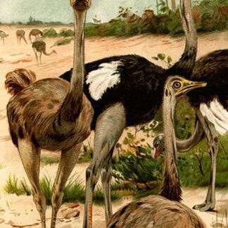 Ostrich by Friedrich Wilhelm Kuhnert