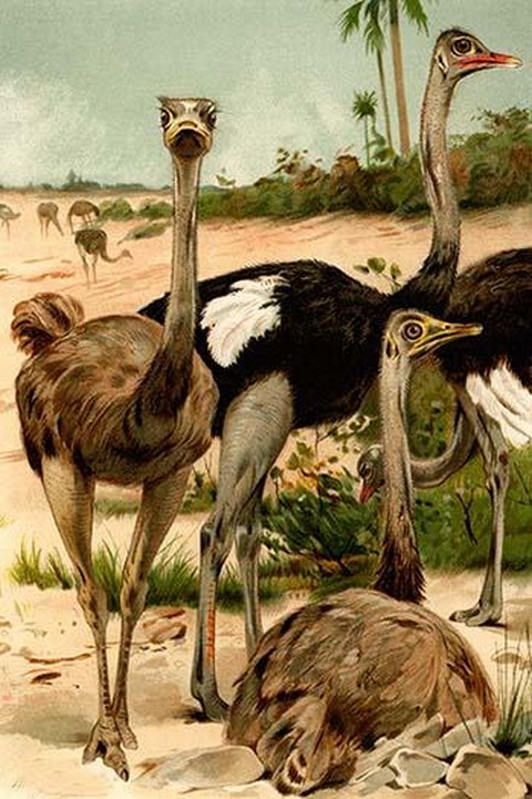 Ostrich by Friedrich Wilhelm Kuhnert