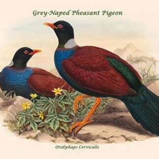 Otidiphaps Cervicalis - Grey-Naped Pheasant Pigeon by John Gould