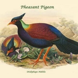 Otidiphaps Nobilis - Pheasant Pigeon by John Gould