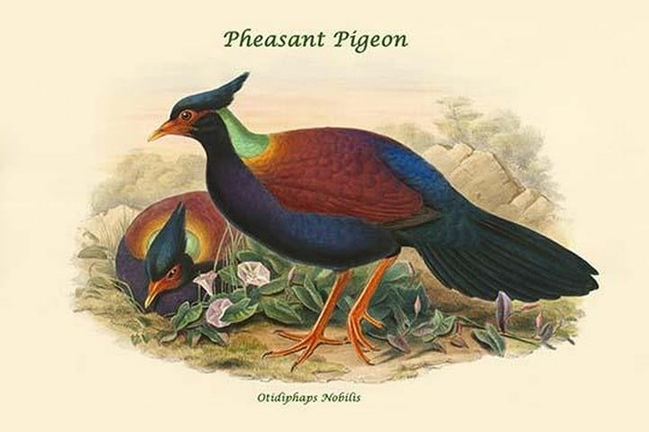 Otidiphaps Nobilis - Pheasant Pigeon by John Gould