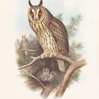 Otus Vulgaris - Long-Eared Owl by John Gould