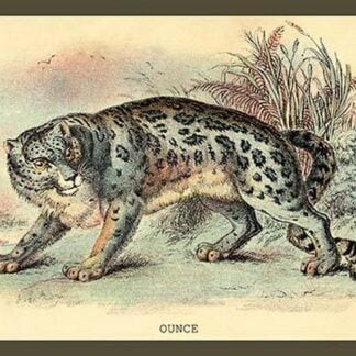 Ounce by Sir William Jardine